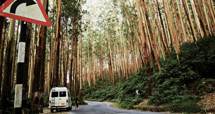 1 Day Ooty with Pine Forests