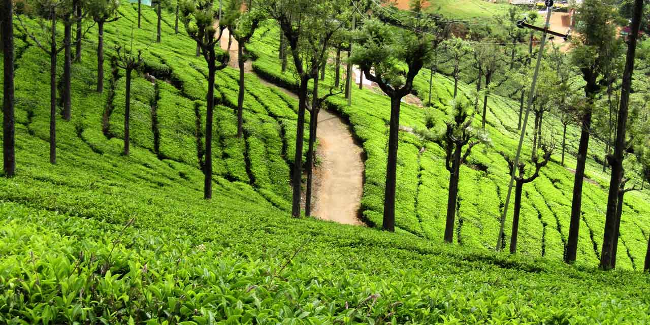 Tea Estate View Point Ooty Tourist Attraction