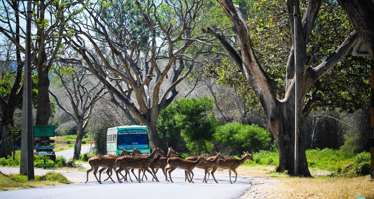Places to Visit Ooty Mudumalai National Park